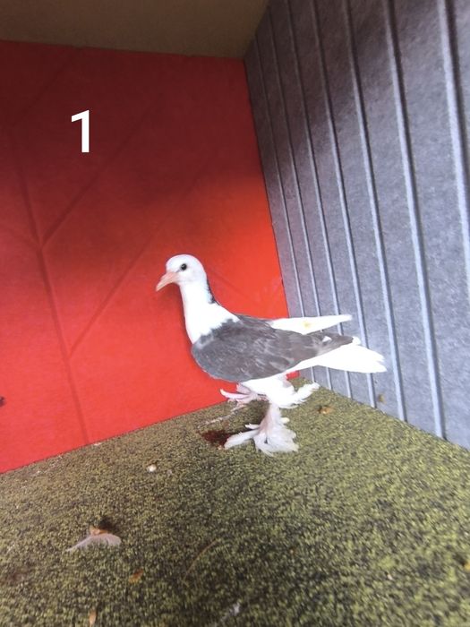 Pombos fantasia várias raças