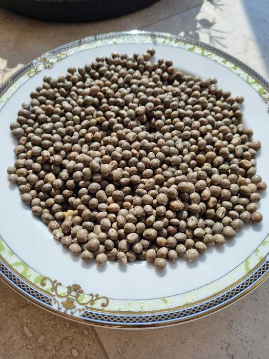 Łubin wąskolistny gorzki