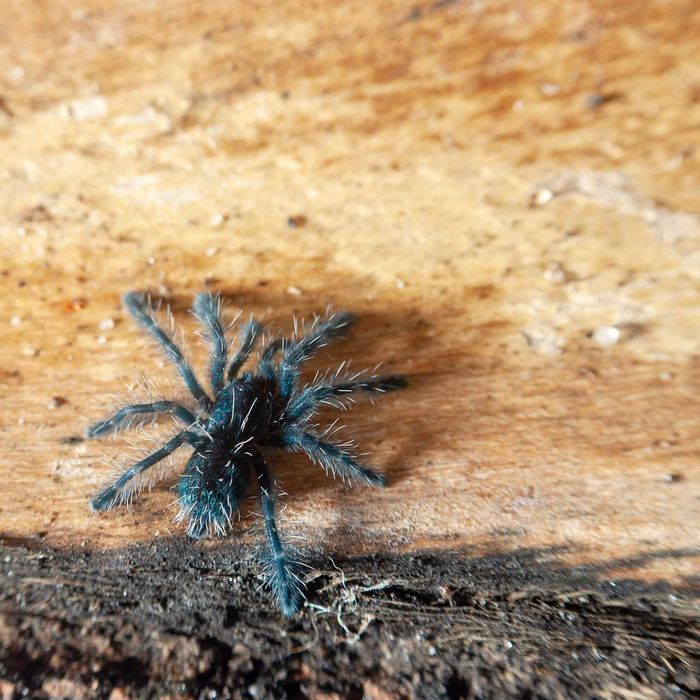 Ptasznik wielobarwny - Caribena versicolor - Karaibka wielobarwna