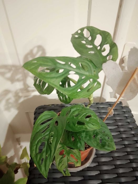 Монстера, бегонії, дріміопсіс, традесканції