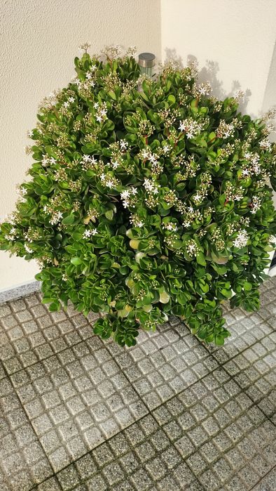 Planta de Jade em vaso