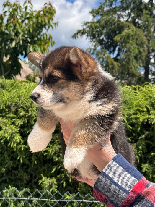Welsh  Corgi Pemboroke