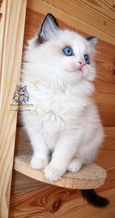Ragdoll FPL kocurek/badania genetyczne/odbiór po 12.11