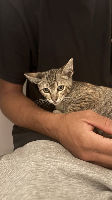 Doaçao de gato encontrado na rua