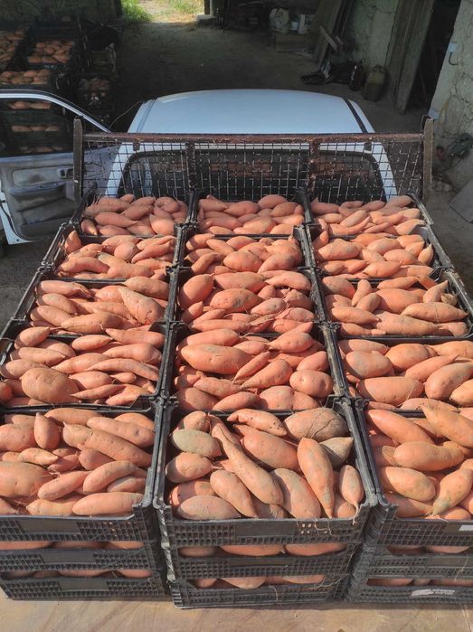 BATATA DOCE Varias Polpas