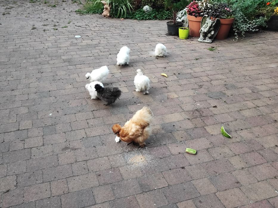 Silka silki kogut kogucik