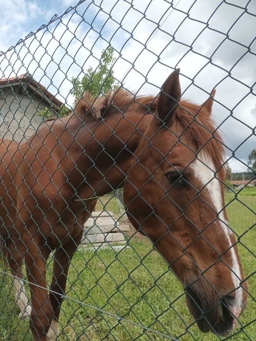 Cavalo luso.arabe bonito meigo
