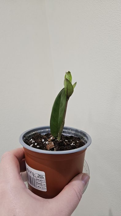 Заміокулькас, доларове дерево