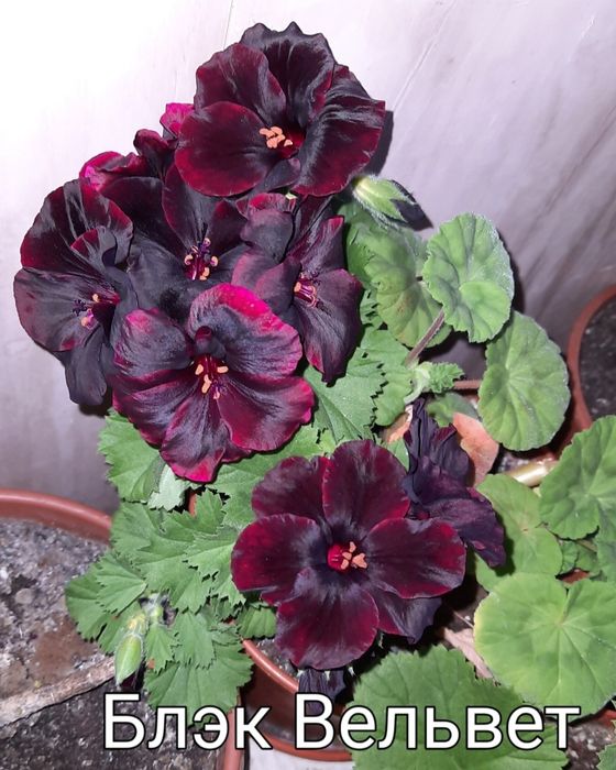 Королевские пеларгонии