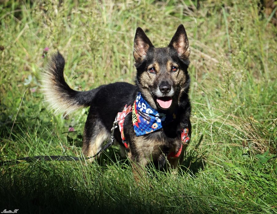 Kubuś ma za sobą bardzo trudne życie. Odmień jego los