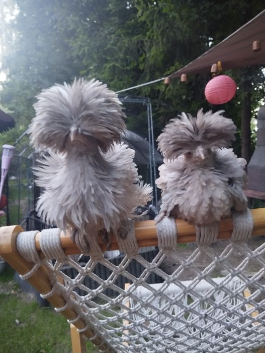 Kury ozdobne Silka, Białoczub holenderski,czubatka Padewska Dowóz