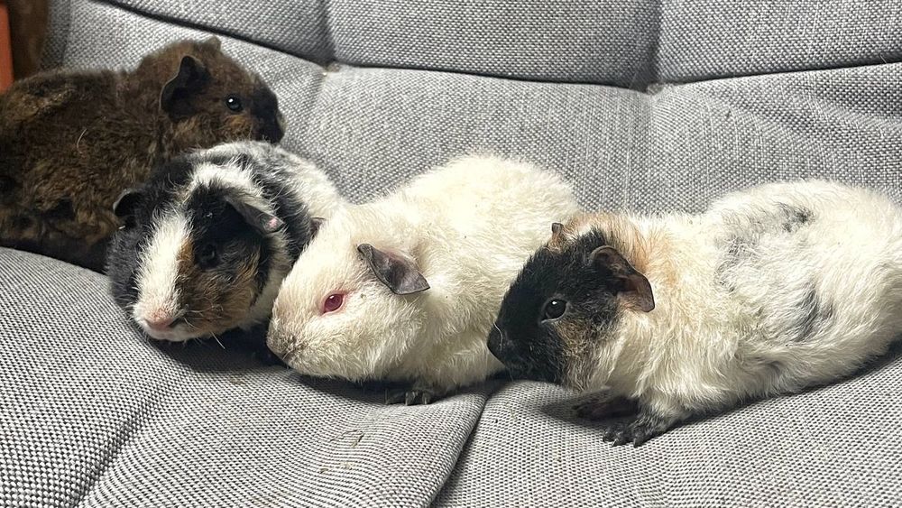 Морські свинки-Американський Тедді