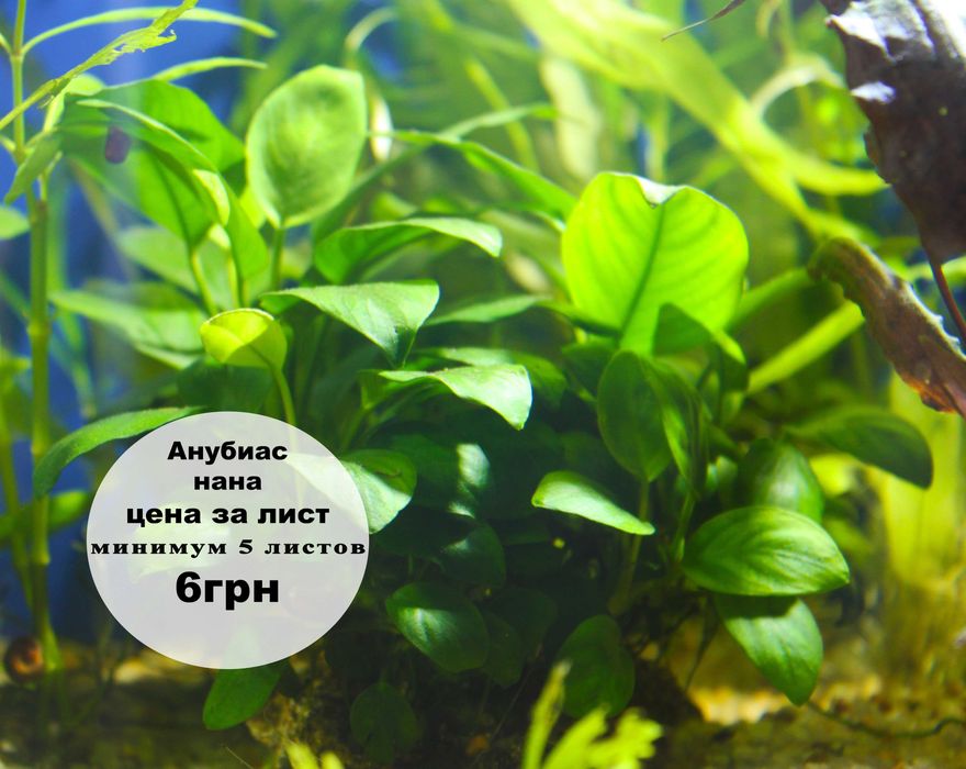 Аквариумные растения по доступным ценам