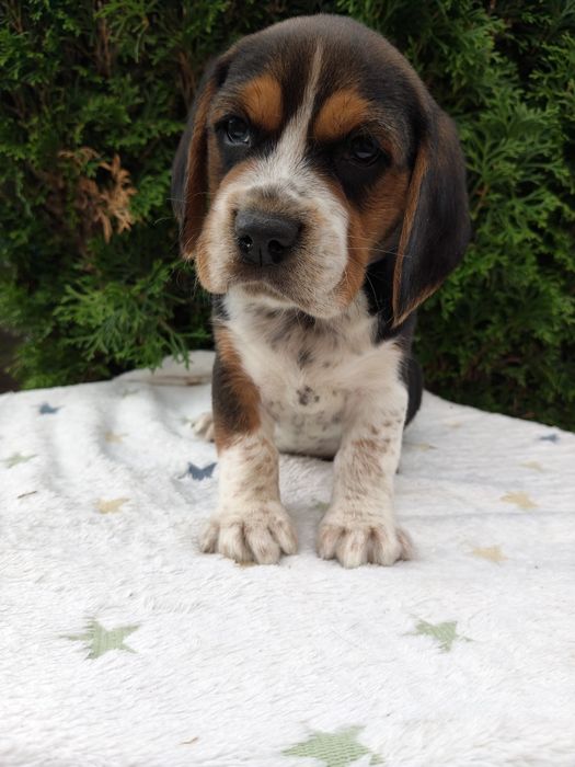 SSliczne Beagle piesek.