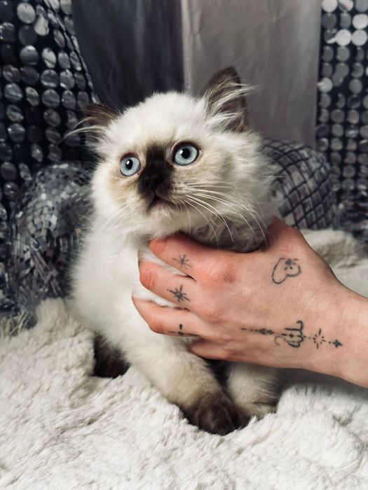 Kocurek szkocki gotowy do odbioru legalna hodowla