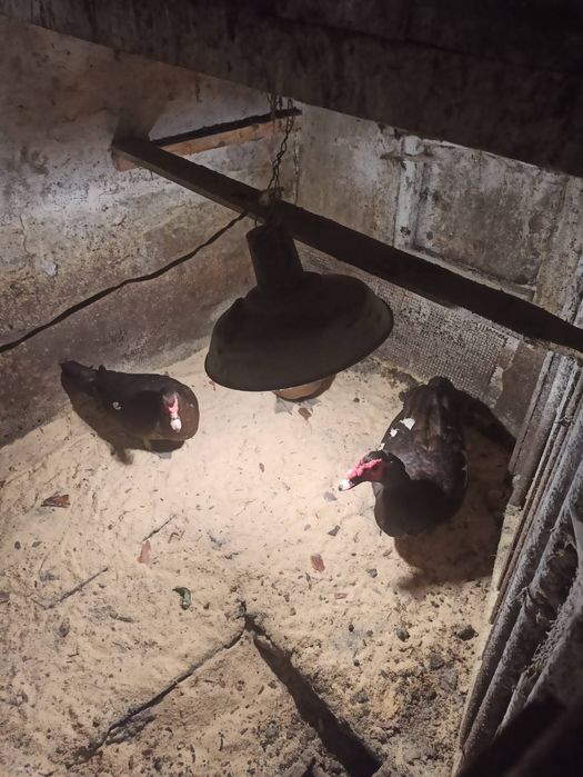 Інкубаційне качине яйце