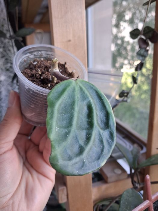 Хойя hoya Macrophylla albomarginata