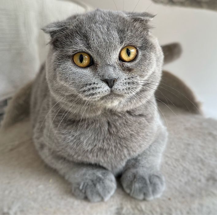 Kotka brytyjska kocięta brytyjskie