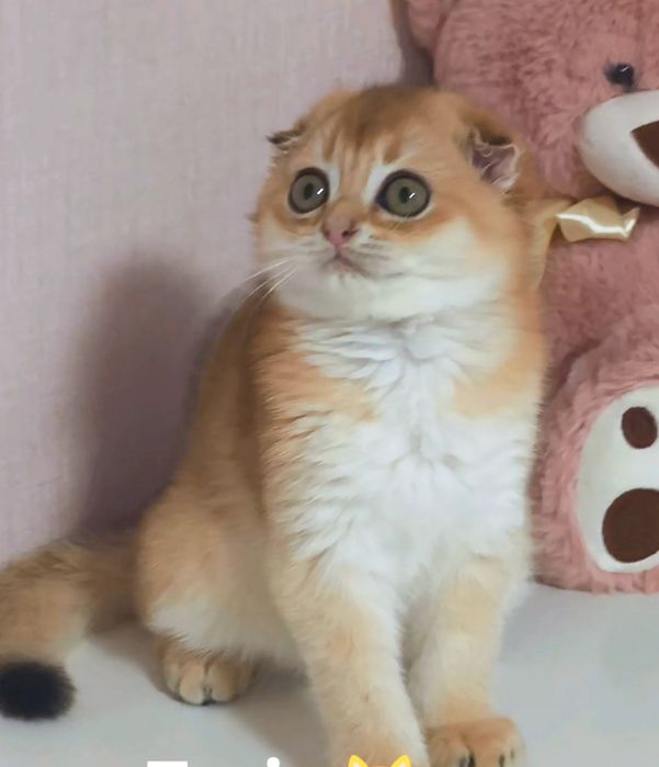 Золота шиншила котик котята кошенята котики