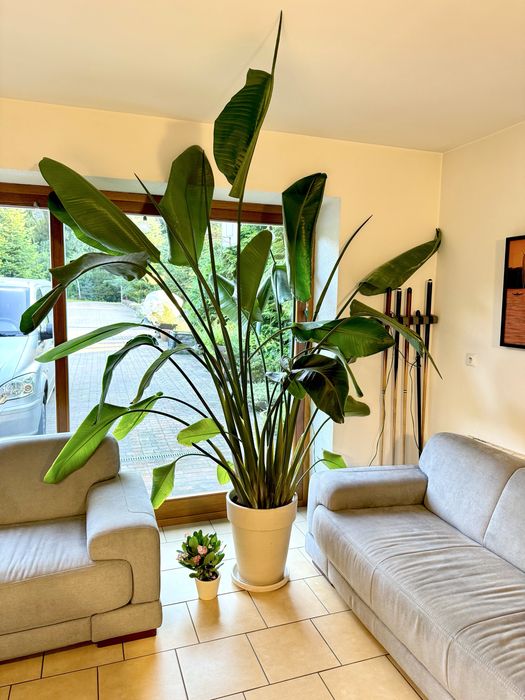 Duza Strelicja nicolai ok 2,5 m