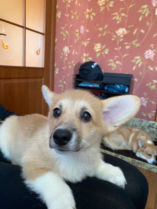 Дівчинка вельш коргі пемброк