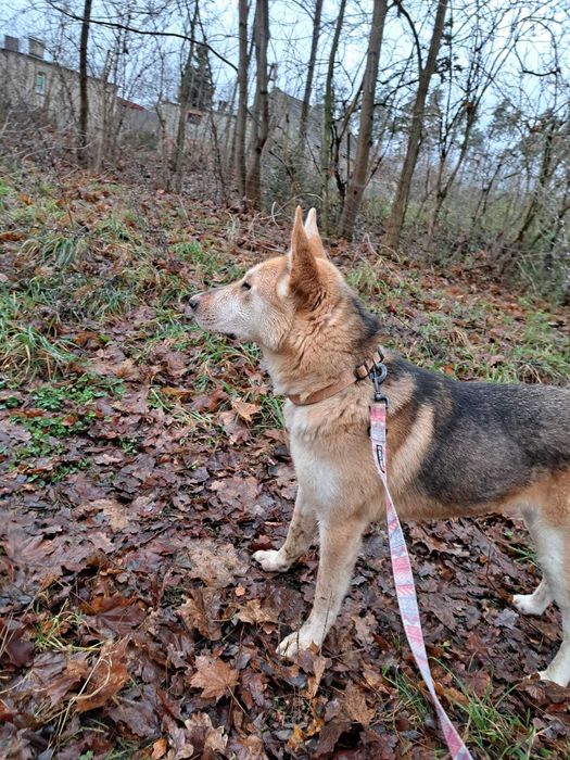 Ogi, łobuz do adopcji