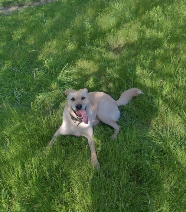 Перетримка собак в домашніх умовах, готель для собак