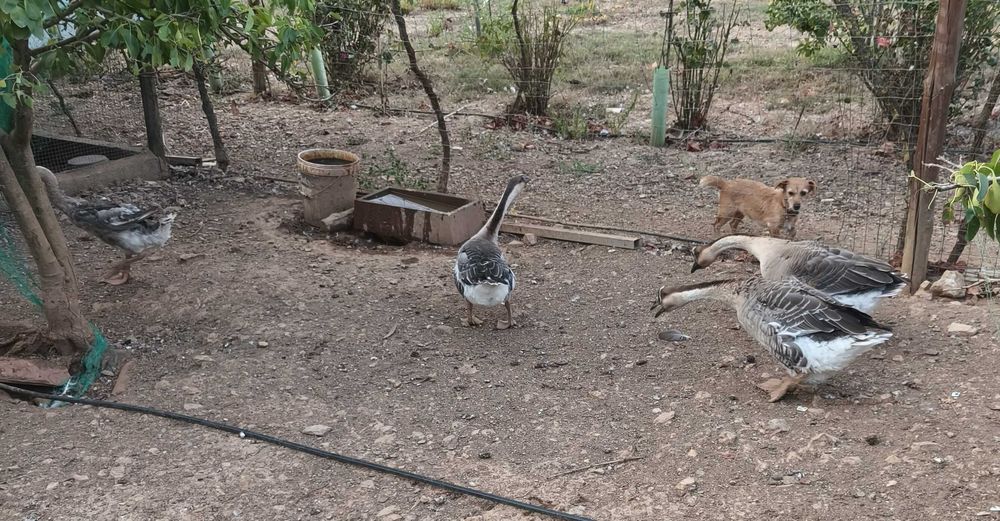 Patos Gansos Africanos