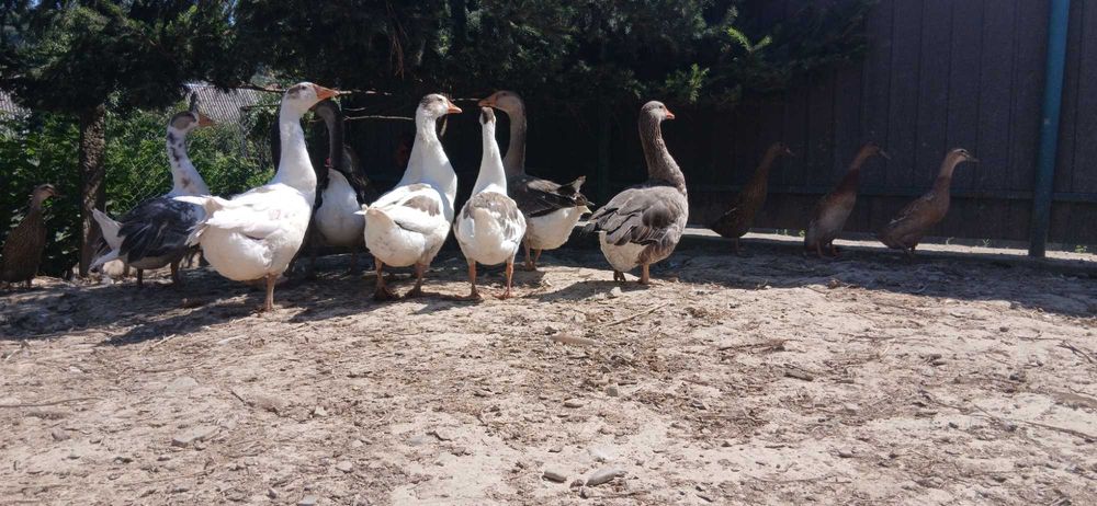 Гуси домашні, молодняк, мішані