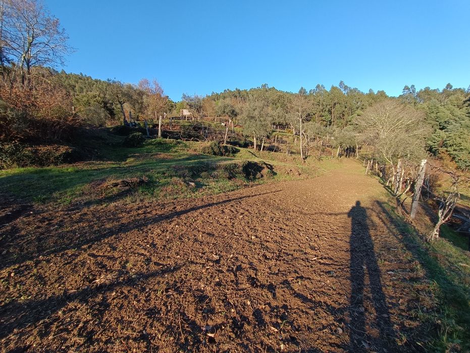 Vende-se Quinta de Oliveiras e Vindimas com 5369.16m2