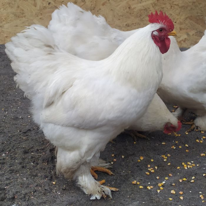 Кохинкины крупной породы инкуб.яйцо