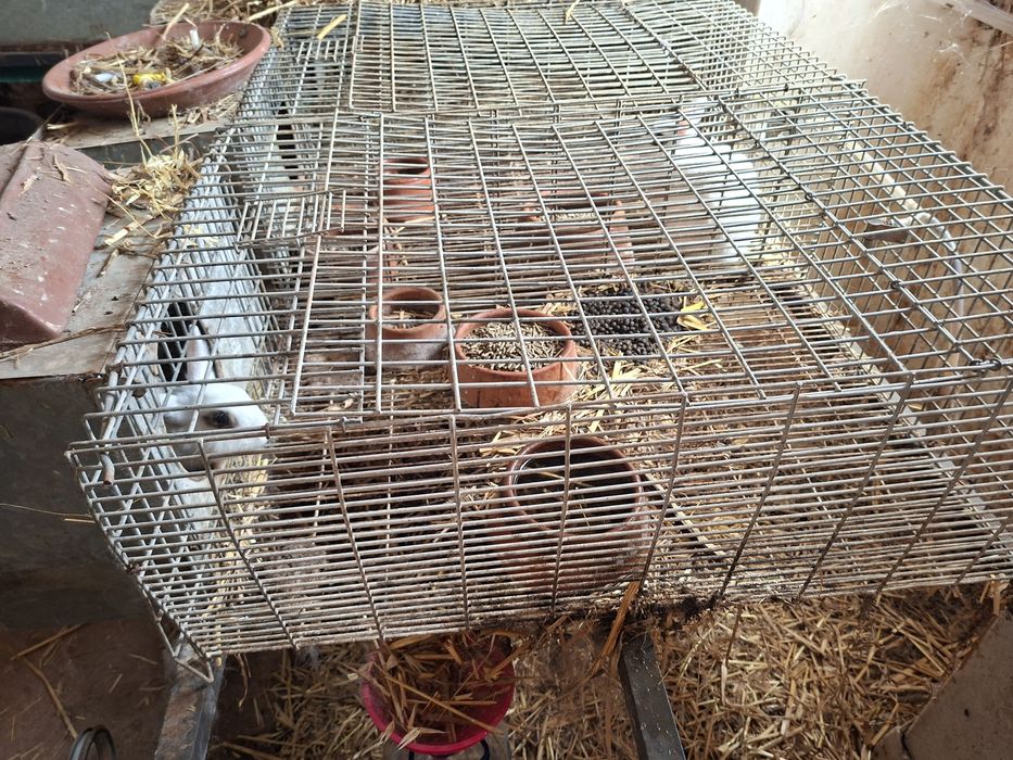 Gaiolas coelhos otimo negocio