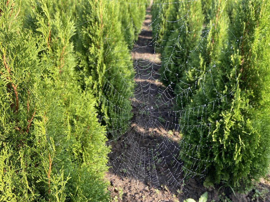 Туї, ялівець, самшит