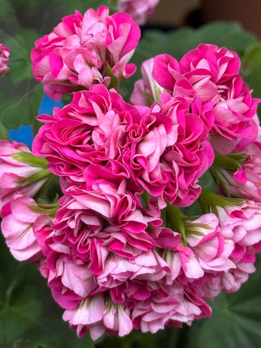 Pelargonia kolekcjonerska sadzonki