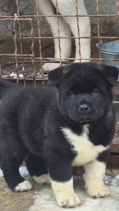 Красунчики Американська Акіта