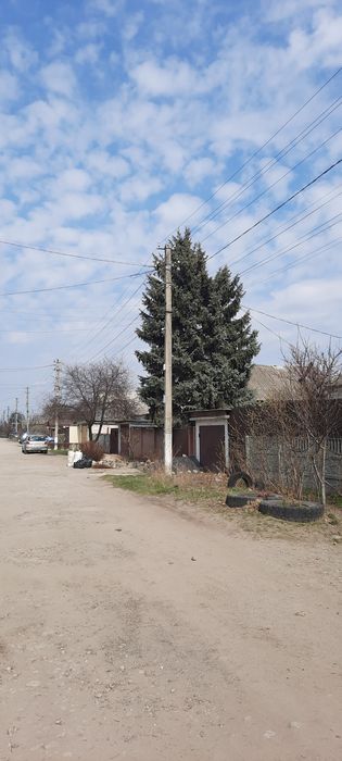 Віддам ялинку безкоштовно