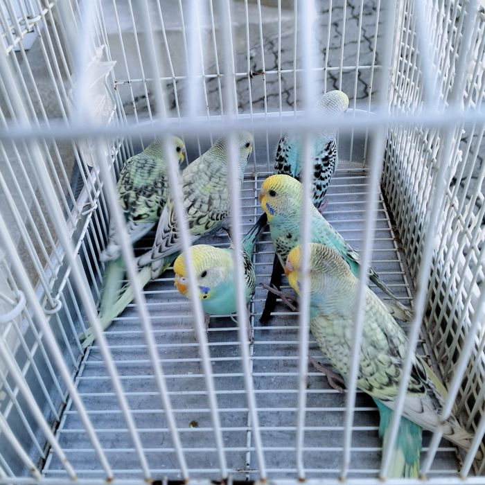 Piriquitos australianos