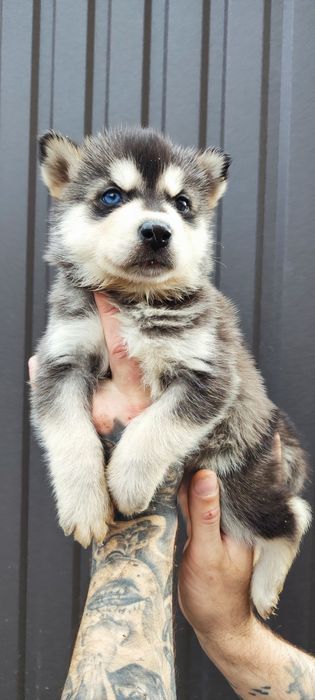 Малюки Сибірський хаскі