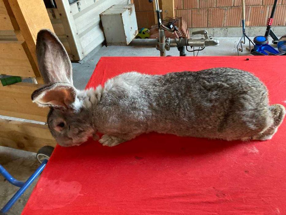 Królik Belg olbrzym