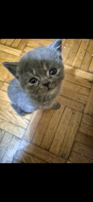 Scottish straigth macho