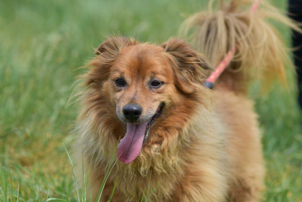 Misio - raz aniołek raz diabełek