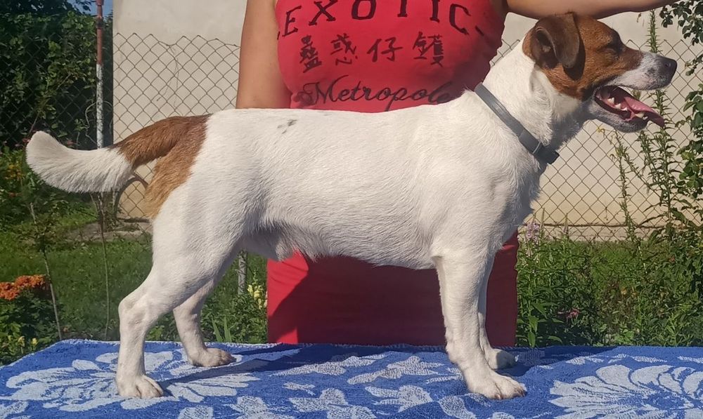 Вязка Джек (Парсон) Рассел терьер