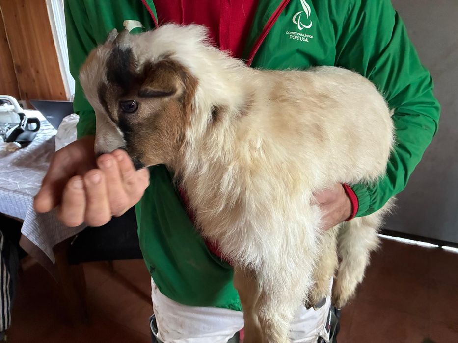 Casal micro anão meiguinhos