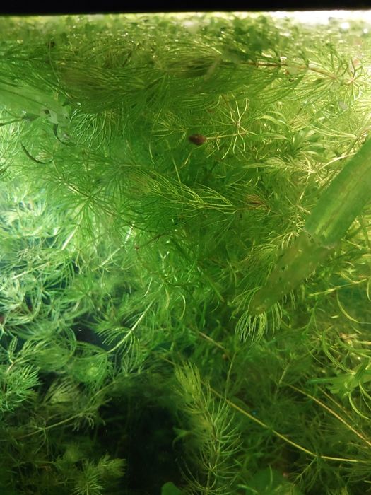 Oddam rogatek za