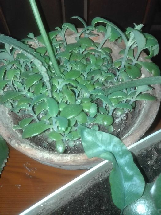 żyworódka kalanchoe 5 szt