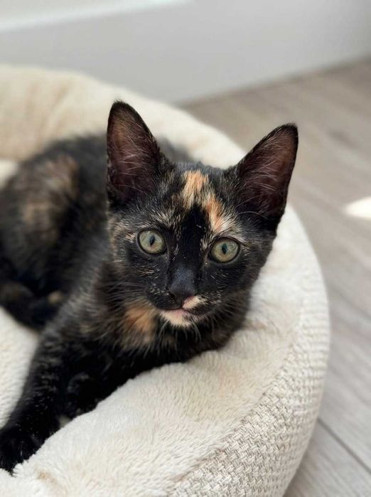 Setúbal e arredores / Margem Sul — PEPPER e SPOT, gatinhas para adoção