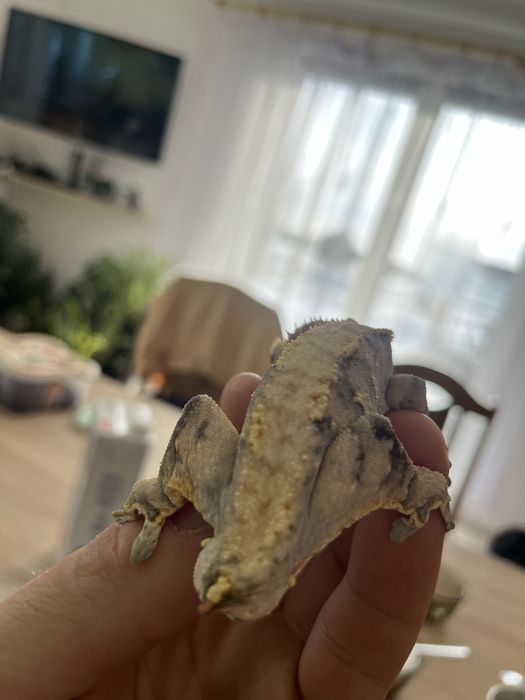 Gekony orzesione z wyposażeniem