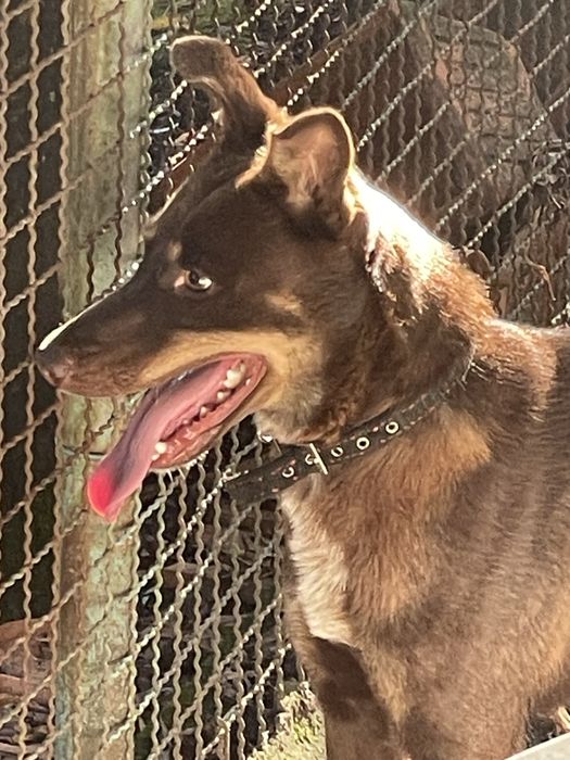 Cadela caça cor de chocolate -DÁ-SE