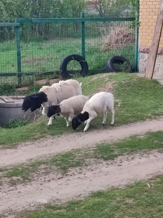 ДОРПЕР баранчики