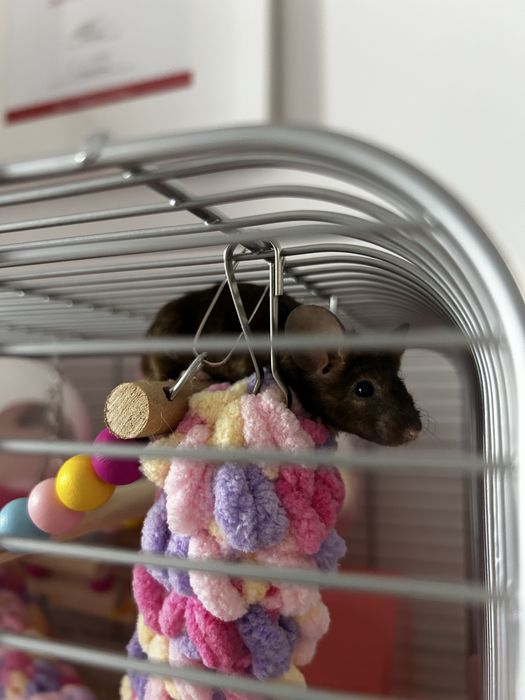 Sprzedam dwie myszy z klatka, akcesoriami i pokarmem